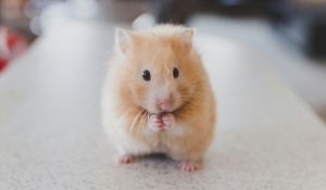 Pocket pet (mouse) eating food. 