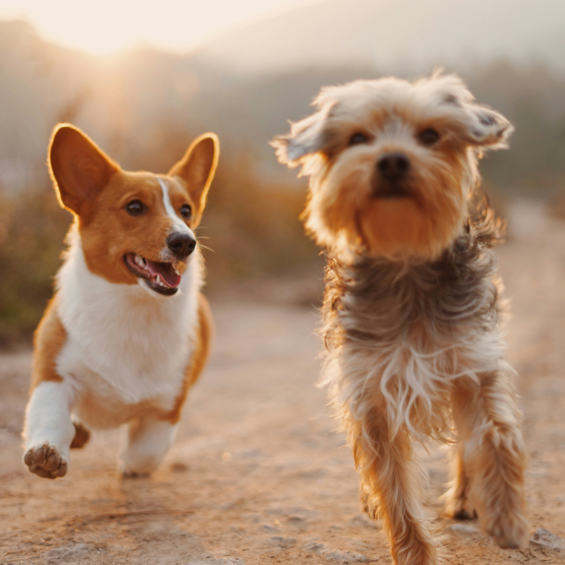 Two joyful dogs running freely on a dirt path with the sun setting in the background, depicting the vitality and happiness of pets in motion