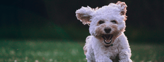 Joyful white dog with fluffy fur and floppy ears playfully running across a field, with a bright and happy expression, showcasing the vitality of a healthy pet.