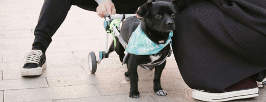 Dog with a mobility support harness looking up while assisted by a caretaker on an urban walkway