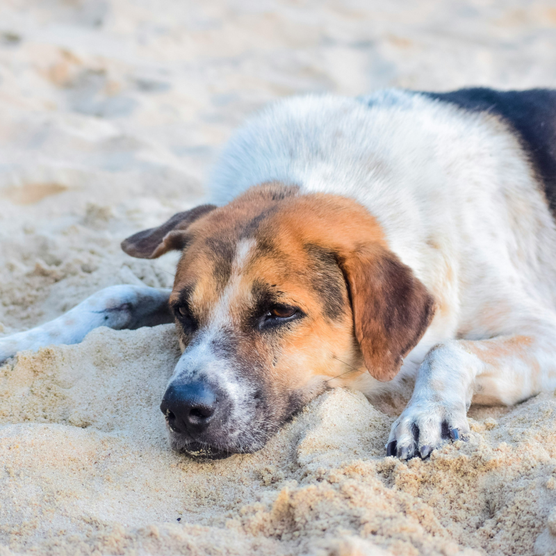 image-2A somber tri-colored dog with brown, black, and white fur lying on sandy beach, appearing pensive and restful, with a serene and contemplative gaze.