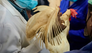 Image of a vet holding a chicken. 