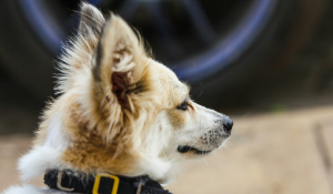 Image of stressed dog. 