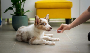 A puppy receiving oral medication from a nurse. 